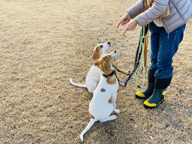 飼い主を見つめる2匹の犬