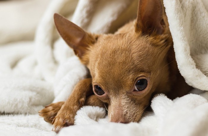 毛布にくるまる犬