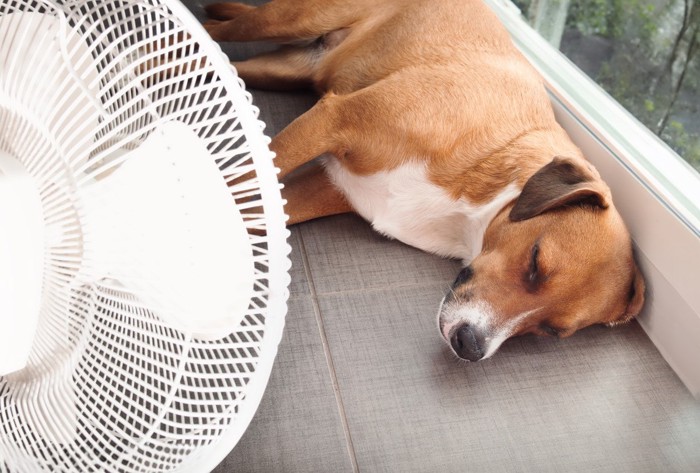 扇風機の風にあたってぐったりしている犬