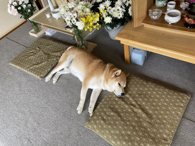 柴犬