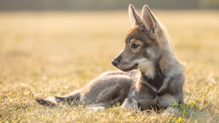 原っぱに伏せてどこかを見つめるウルフドッグの子犬