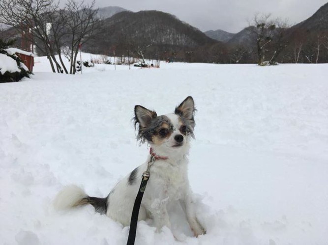 雪原のチワワ