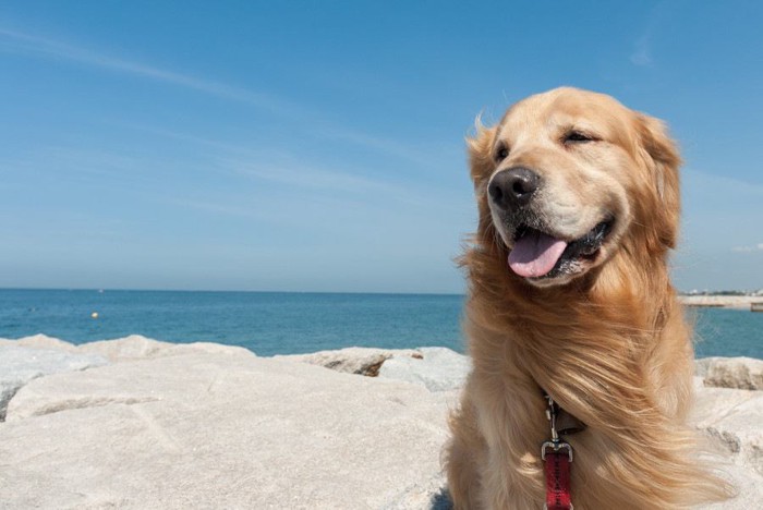 笑顔の犬と海