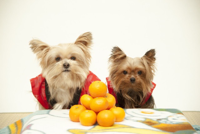 みかんの山と2頭の犬