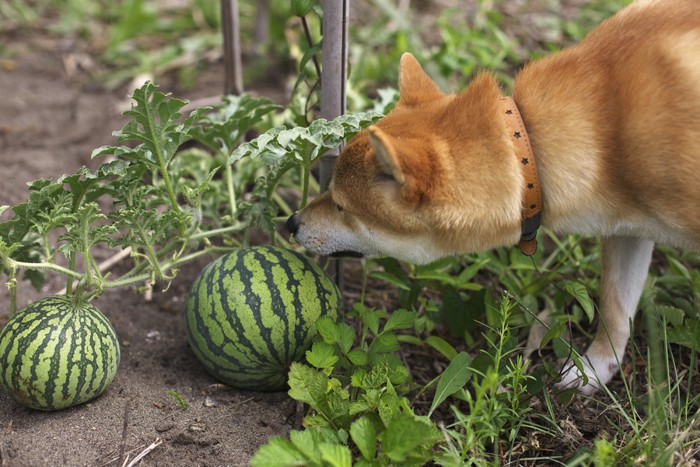 スイカを嗅ぐ柴犬