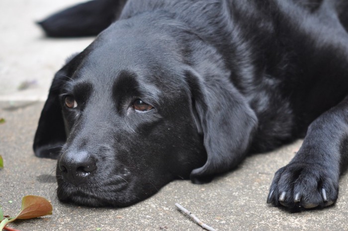 悲しそうにフセしている犬