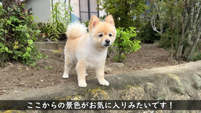 お気に入りの景色を堪能中
