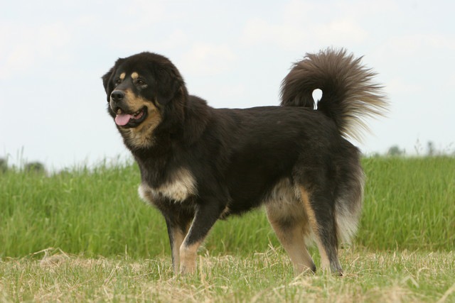 急に止まる犬