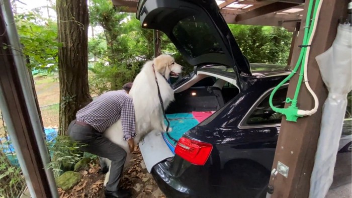 車に乗り込む犬