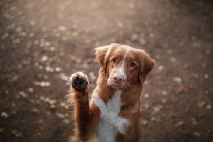 前足を上げる犬