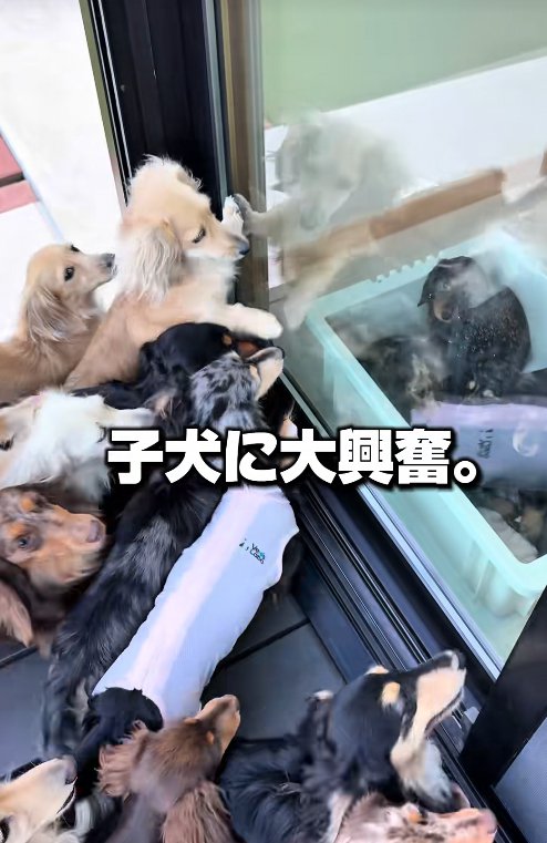 子犬に大興奮の小型犬