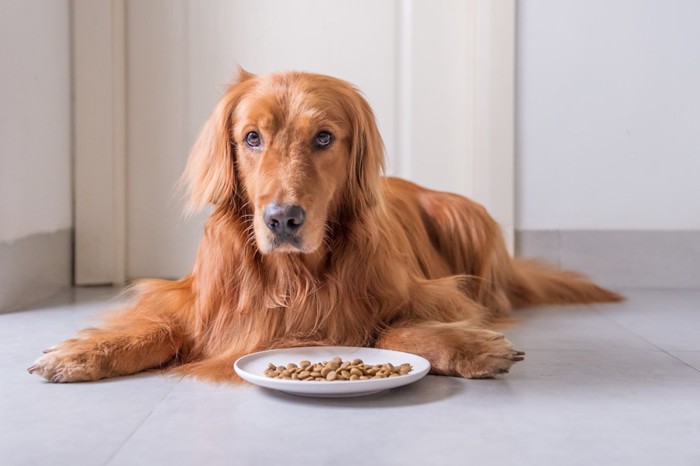 ドッグフードを食べない犬