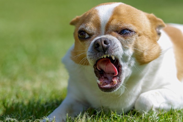 険しい顔の犬