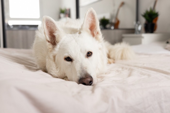 ベッドの上で悲しげな表情のまま伏せるホワイト・スイス・シェパード