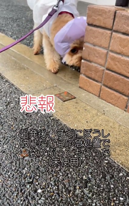 頭の袋がやぶけたココちゃん