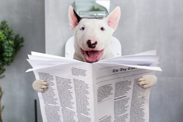 トイレに座っている犬