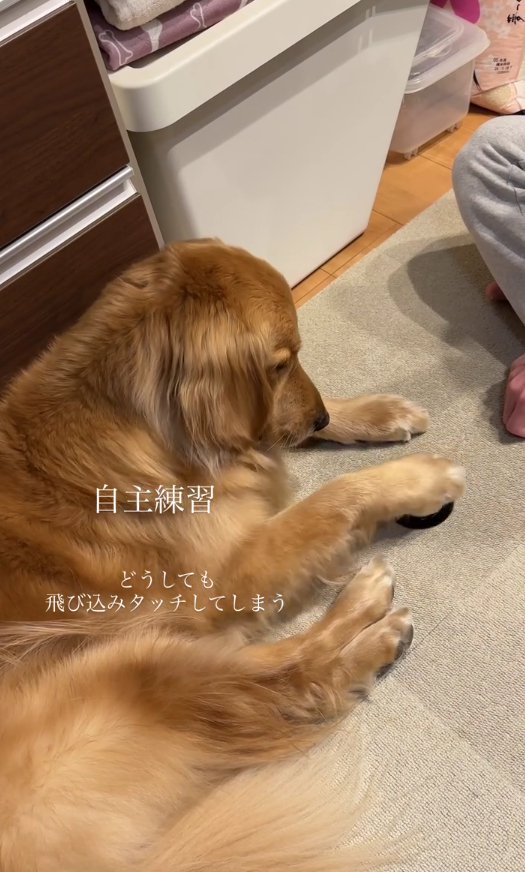 ベルの上に前足をのせて横になっている大型犬