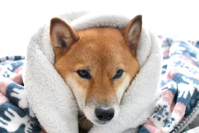 ブランケットに包まれた柴犬