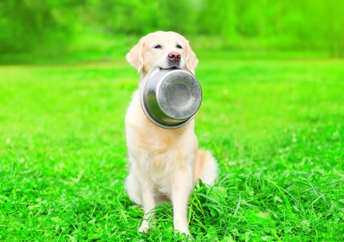 ご飯の器を咥える犬