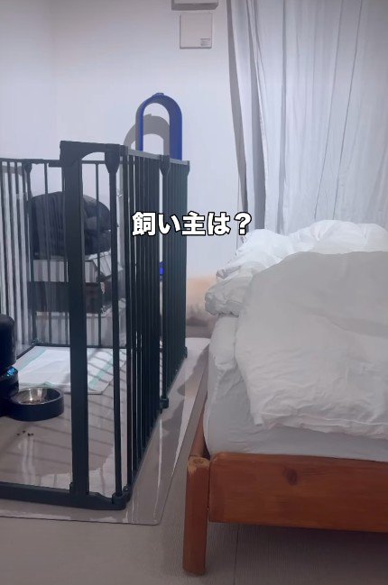 「飼い主は…？」