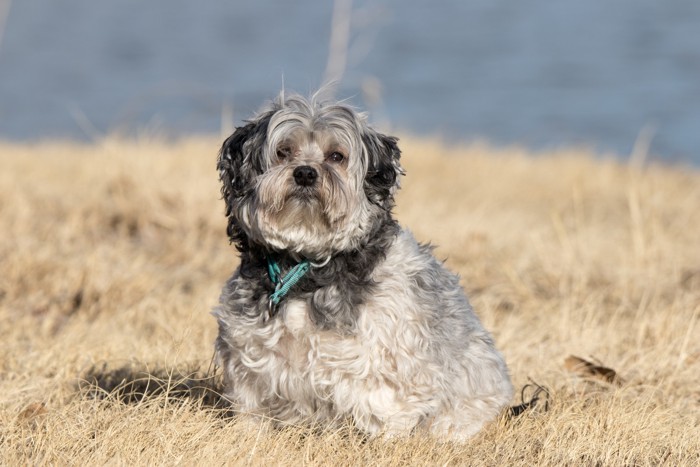 原っぱで正面を見つめながら座るローシェン
