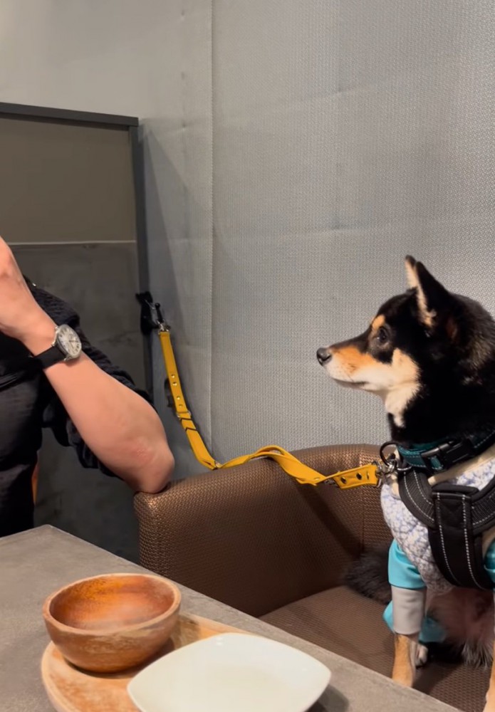 心配そうに見つめる柴犬
