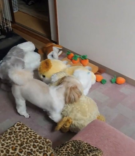 ぬいぐるみをくわえて歩く犬