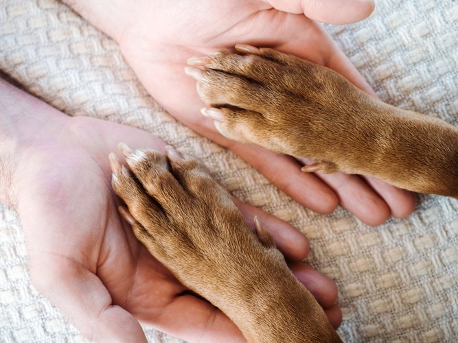 人の手に足を乗せる犬