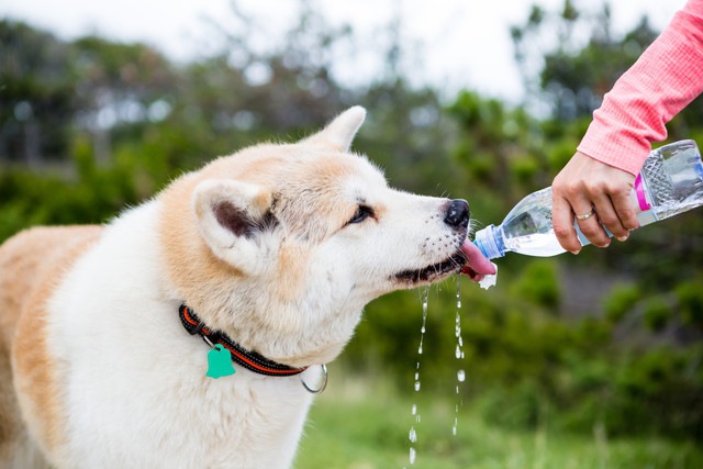 犬に水を飲ませる飼い主