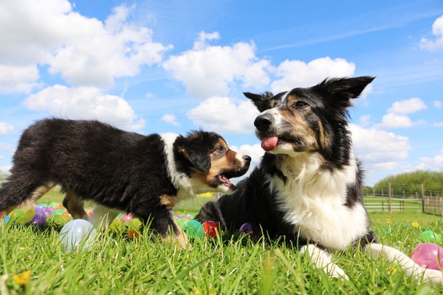 芝生にいる2匹の犬