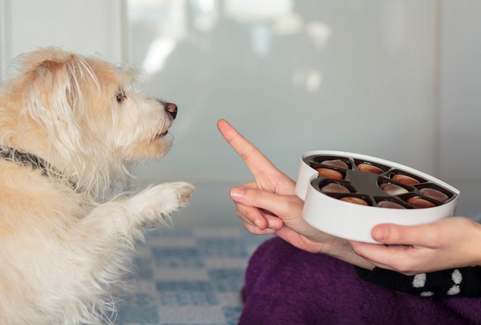 チョコレートを欲しがる犬