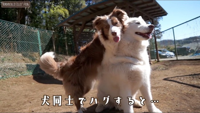 他の犬に抱きつく犬