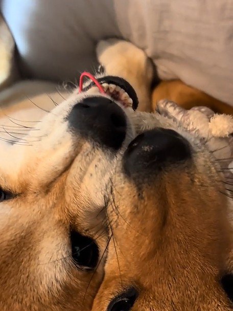 ブチギレ顔にクスッ