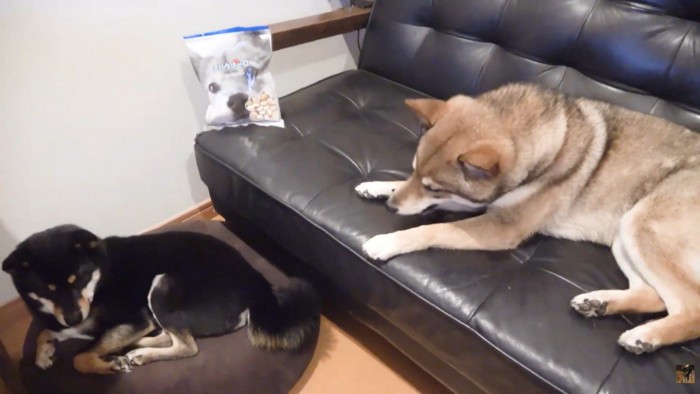 オヤツを食べるおはぎちゃん
