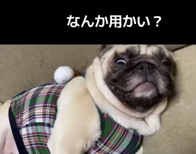 目を開ける犬