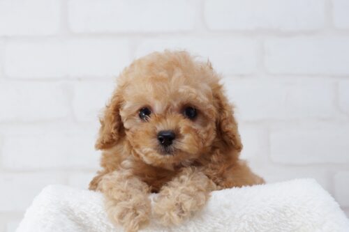 トイプードルの子犬