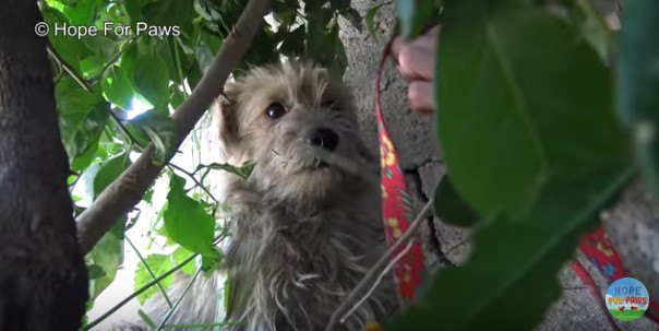 茂みに隠れた犬