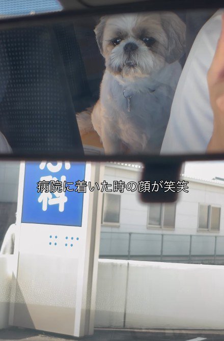 切ない表情のハナちゃん