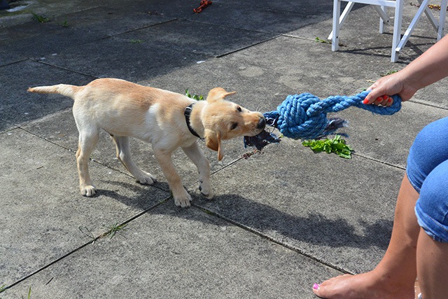 おもちゃの引っ張り合いをする犬