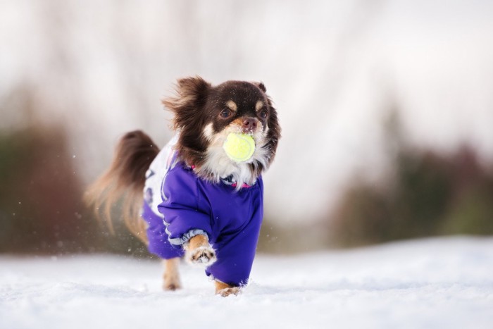 雪の上でボール遊びをする犬