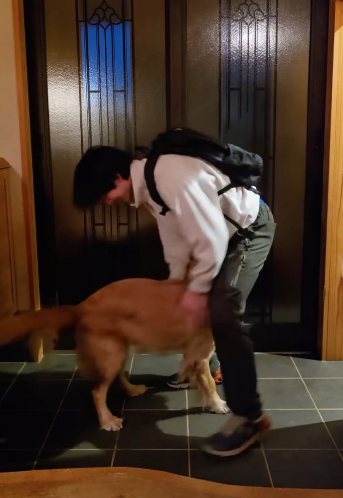 撫でてもらう大型犬