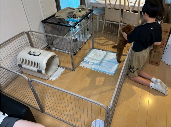 柵の中にいるトイプードル