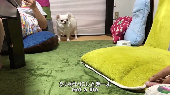 遠くにいる犬