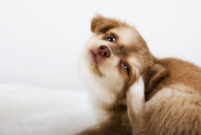 目の上をカキカキする子犬