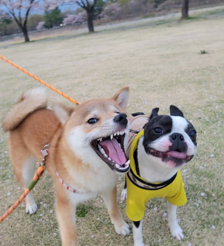 お友だち