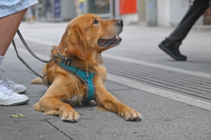 ダブルリードで散歩中に路上で伏せている犬