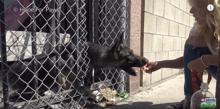 フェンスの隙間から頭を出す犬