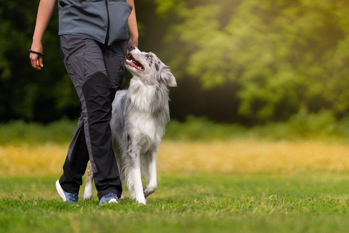 飼い主を見上げながら歩く犬