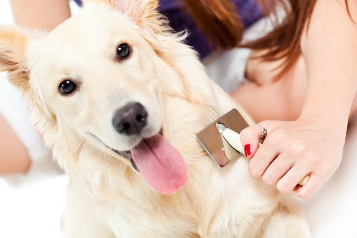 ブラッシングしてもらって舌を出す犬