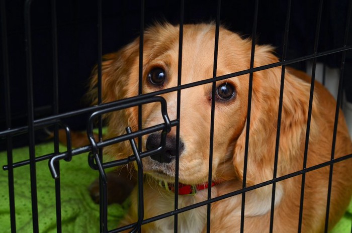 ケージの中から悲しげにこちらを見つめる犬